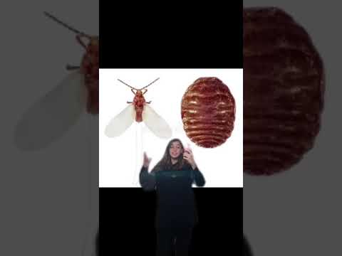 BUGS IN OUR FOOD?? 🐞 w OnlyJayus - #Shorts
