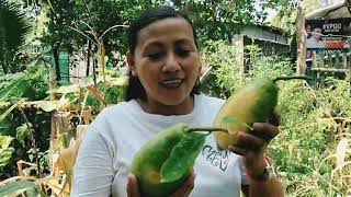 harvesting marcotted lemon @bilocanokami1292