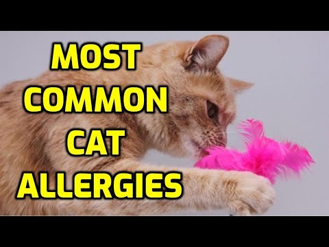 YouTube video about: Are cats allergic to pecans?