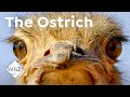 The Ostrich A Bird With A Penis Wild To Know