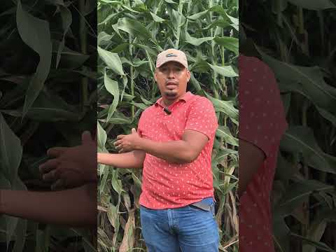 Producción de semilla genética de sorgo, San Isidro-Matagalpa #agricultura #tecnologíaagrícola