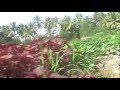 Jai Jai Goem Wmv