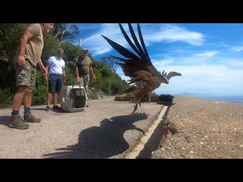 Griffon vulture released from top of the Rock in busy week for GONHS Raptor Unit