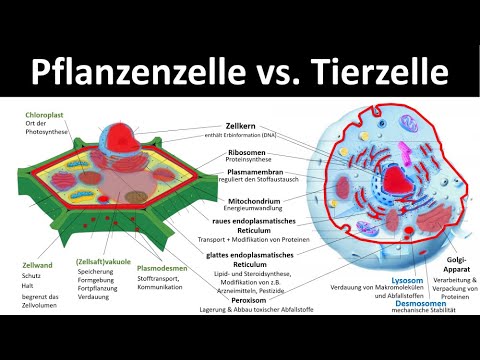 Animal Cell vs. Plant Cell [Comparison] - [Cell Organelles and Their Functions, 3/3] - [Biology]