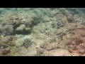Hawaii Dive