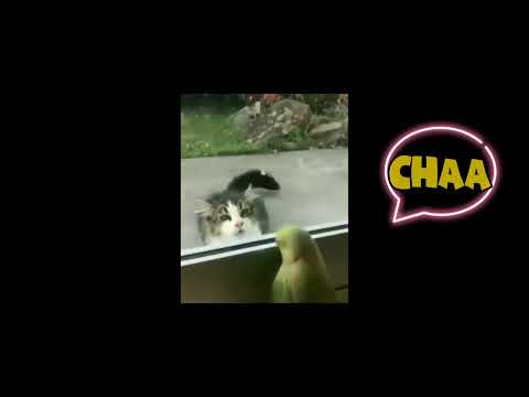 "Laugh Out Loud with These Hilarious Cat Shenanigans: A Compilation of Funny Feline Follies!"