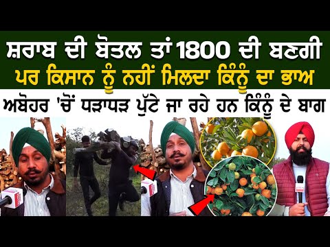 Abohar Farming News: ਸ਼ਰਾਬ ਦੀ ਬੋਤਲ ਤਾਂ 1800 ਦੀ ਬਣਗੀ ਪਰ ਕਿਸਾਨ ਨੂੰ ਨਹੀਂ ਮਿਲਦਾ ਕਿੰਨੂੰ ਦਾ ਭਾਅ ਅਬੋਹਰ 'ਚੋਂ