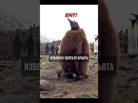 Знаете ли, че Пингвините могат да пият солена вода ?