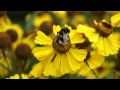 Шмель на цветке Гелениума. Bumblebee on the Helenium 