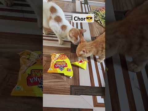 Chor😎.#cat #comedycat #explorepage #funny #viralvideo