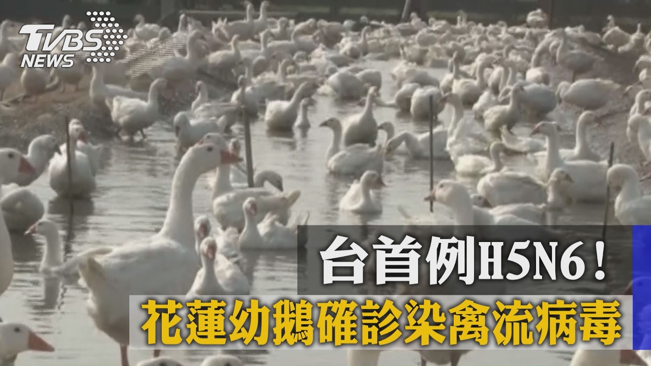 台首例H5N6! 花蓮幼鵝確診染禽流病毒