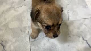 ハーフ犬の動画01