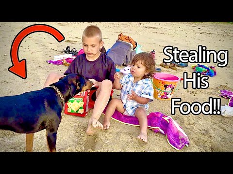 Stray Dog tried to Steal His Food!