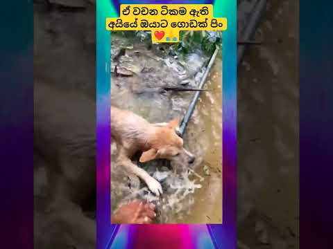 ඒ වචන ටිකම ඇති අයියේ ඔයාට ගොඩක් පිං ❤️🙏