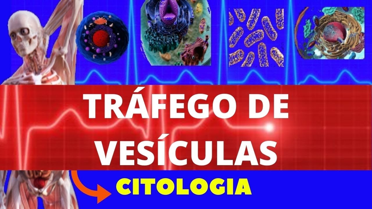TRANSPORTE MEDIADO POR VESÍCULAS  (TRÁFEGO DE VESÍCULAS) - CITOLOGIA - ENSINO SUPERIOR