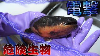 [問卦] 電鰻做成鰻魚飯好ㄘㄇ?
