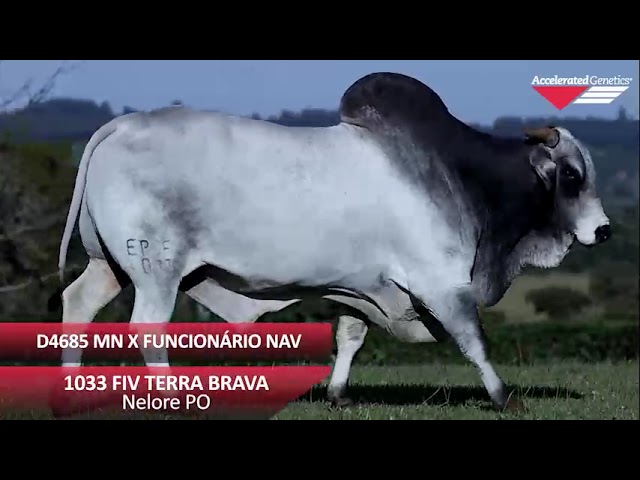Vídeo 1033 DA TERRA BRAVA
