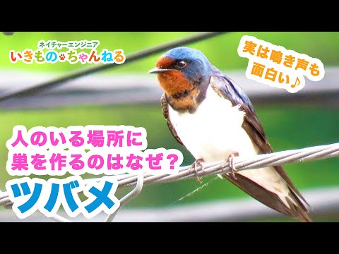 ツバメの巣 - 定義