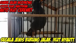 Download lagu suara burung jalak kebo bisa ngomong ||assalamualaikum hello cewek heyy dan masih banyak lagi‼️ mp3 Download lagu suara burung jalak kebo bisa ngomong ||assalamualaikum hello cewek heyy dan masih banyak lagi‼️ mp3