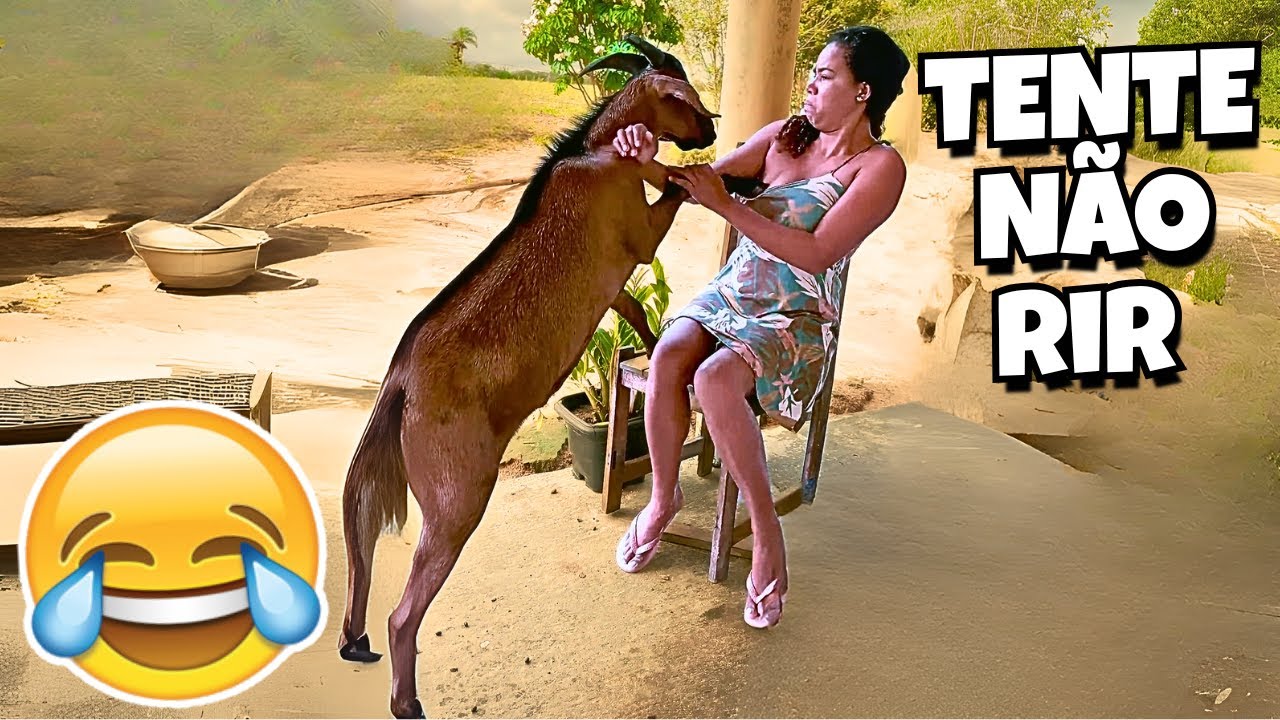 TENTE NÃO RIR: VÍDEOS ENGRAÇADOS 2025 E MEMES - #50