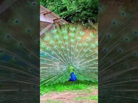 The Best Compilation of Peacock Varieties, Peacock Sounds🦚🦃