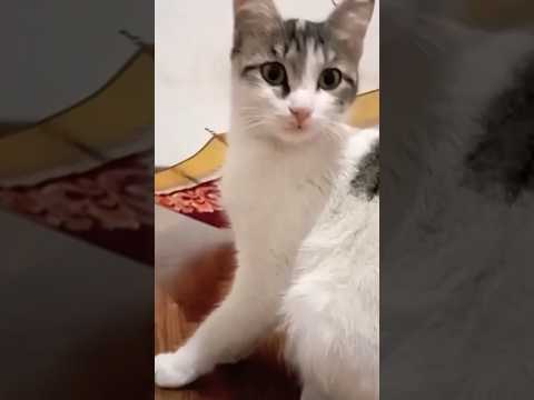 #catvideo #youtube #cats 🐈‍⬛🐈❤️