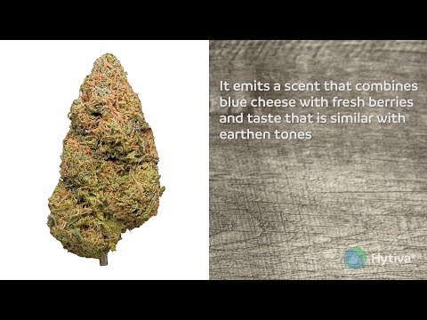 download lagu mp3 mp4 Purple Cheese Food, download lagu Purple Cheese Food gratis, unduh video klip Purple Cheese Food