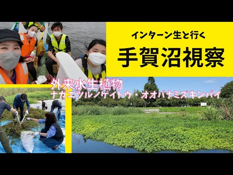 国際関係学科 インターン生と行く手賀沼現地調査視察～外来水生植物とゴミの現状は？～