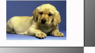 Larry Carlton - Blues Bird