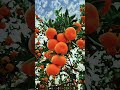 The oranges are red, and the harvest is here! The sun is shining, and the orchard is