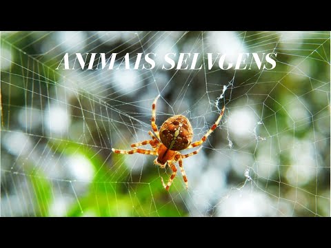 Aranha Imagens destes aracnídeos em suas teias