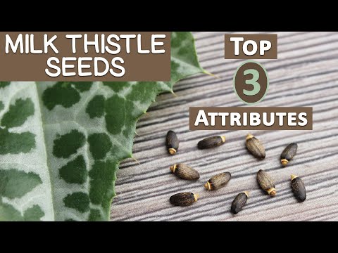 Top 3 Healthful Attributes of Milk Thistle Seed