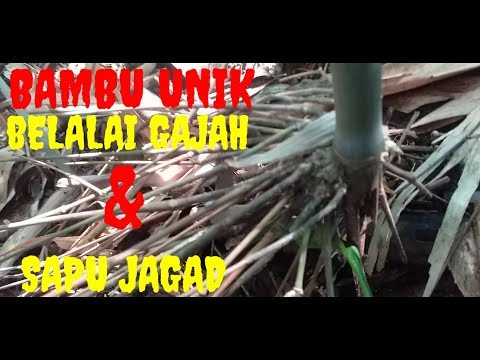 bambu unik. bambu sapu jagat bambu belalai gajah & bambu tumpang sari