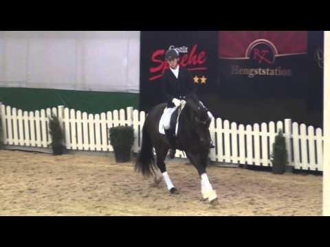 DSP Quindale : Quaterback X Samarant X Fürst Heinrich ( 2011 ) - Handorf 2016