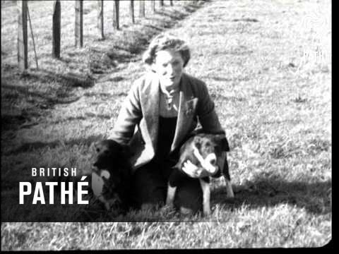 Schaf-Champion-Trainer (1943)