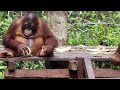 Baby Orangutans Learn How to Crack Coconuts
