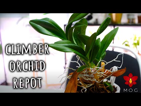 Oncidium Orchid climbing out of pot - Here's what I do!