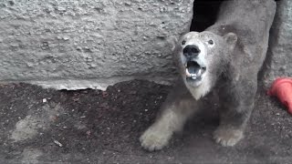 Strong Storms over Bavaria-Polar Bears Family-Yogh-Giovanna-Nela and Nobby
