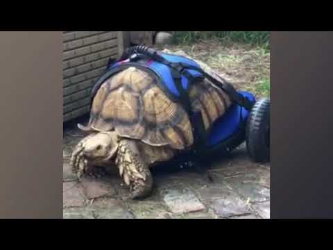 Sulcata Tortoise Suffering From MBD Gets Mobile With Aid of Custom Wheelchair