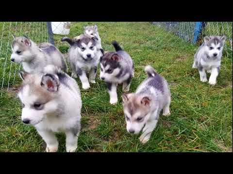 Alaskan Malamute ♥️PUPPIES♥️
