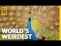 Peacock Courtship | World's Weirdest
