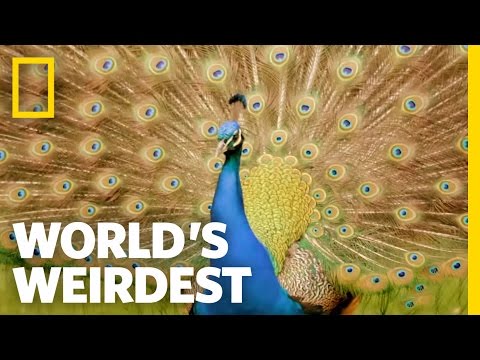 Peacock Courtship | World's Weirdest