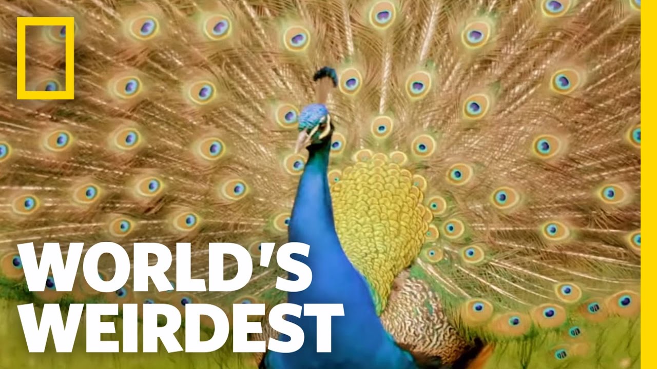 Peacock Courtship | World's Weirdest