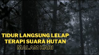 Download lagu Suara Hutan Malam Hari mp3 Download lagu Suara Hutan Malam Hari mp3