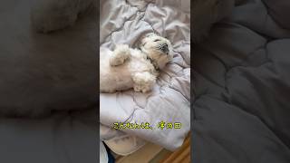 チビの日常🐶 #犬のいる生活 #犬のいる暮らし #愛犬 #youtube #チャンネル登録お願いします