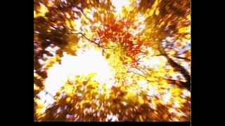 Durch den Wald zum Bachhaus (Blackmore's Night)