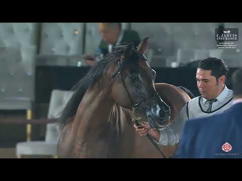 N 147 TAIAR AL SHAQAB   12th Qatar International Arabian Peninsula Horse Show 2023   Stallions 7+ Ye