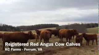 preview picture of video 'Registered Red Angus Cow Calves'