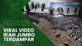 Viral Video Nelayan Tangkap Puluhan Ikan Ukuran Jumbo yang Terdampar di Pesisir Pantai Konawe Utara