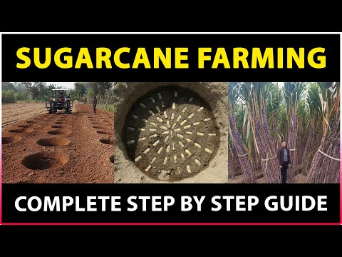 Sugarcane Farming (Complete Guide) | Sugarcane Cultivation, Crop Care, Harvesting and Processing